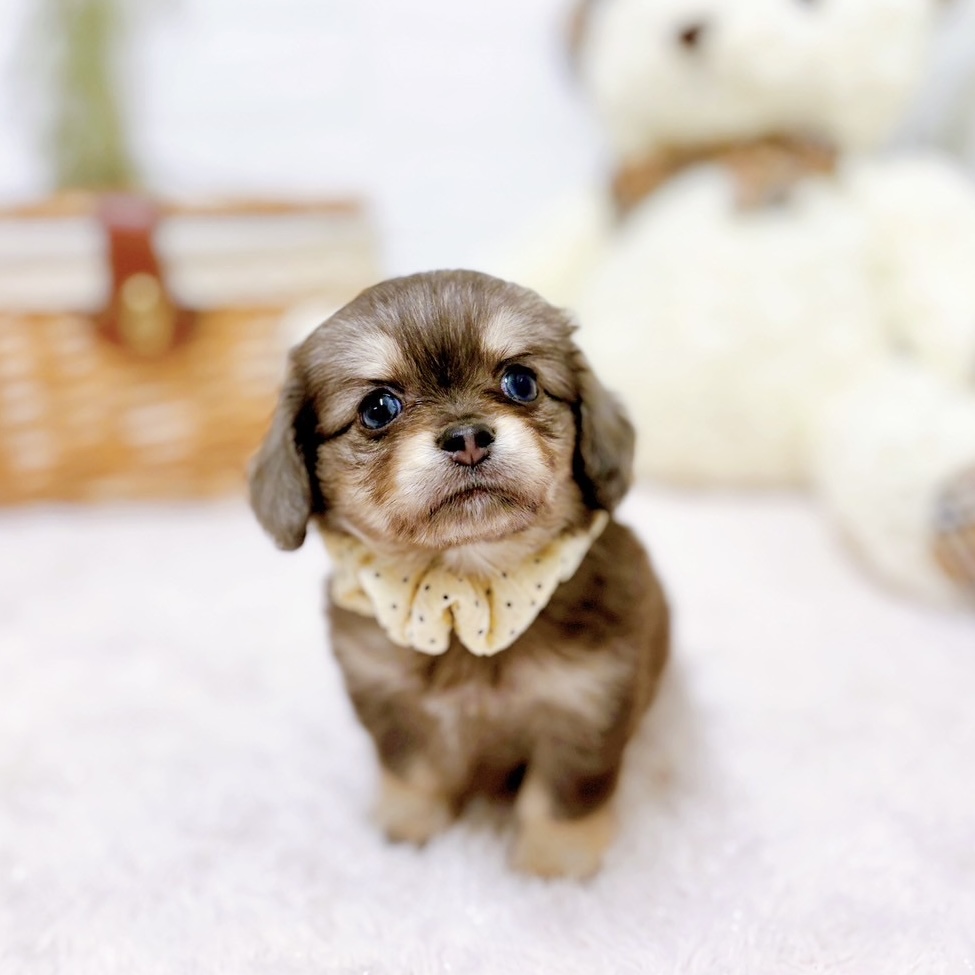 滋賀県のチワックス(チワワ×ダックス) (犬の家＆猫の里近江八幡店/2025年10月8日生まれ/女の子/ライラックタン)の子犬の4枚目の画像