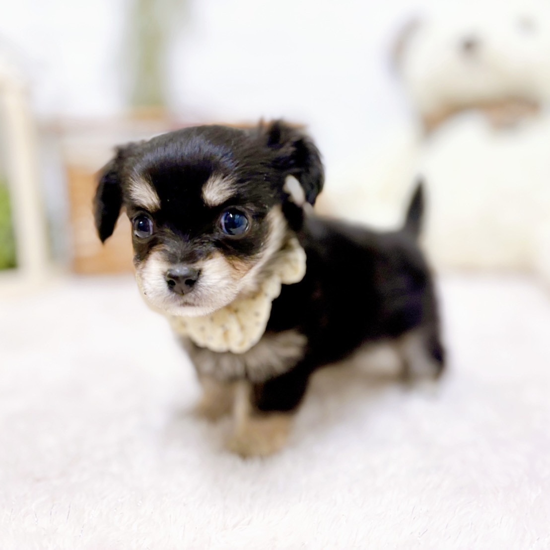 滋賀県のチワックス(チワワ×ダックス) (犬の家＆猫の里近江八幡店/2025年10月8日生まれ/女の子/ブラックタン)の子犬の4枚目の画像