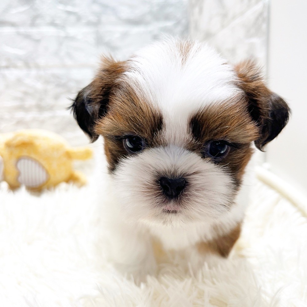 愛知県のシーズー (犬の家＆猫の里MiO香久山店/2025年10月10日生まれ/男の子/ゴールドホワイト)の子犬の4枚目の画像