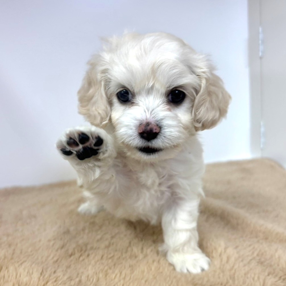 神奈川県のハーフ犬・ミックス犬 (犬の家＆猫の里相模原店/2025年10月10日生まれ/女の子/クリームホワイト)の子犬の4枚目の画像
