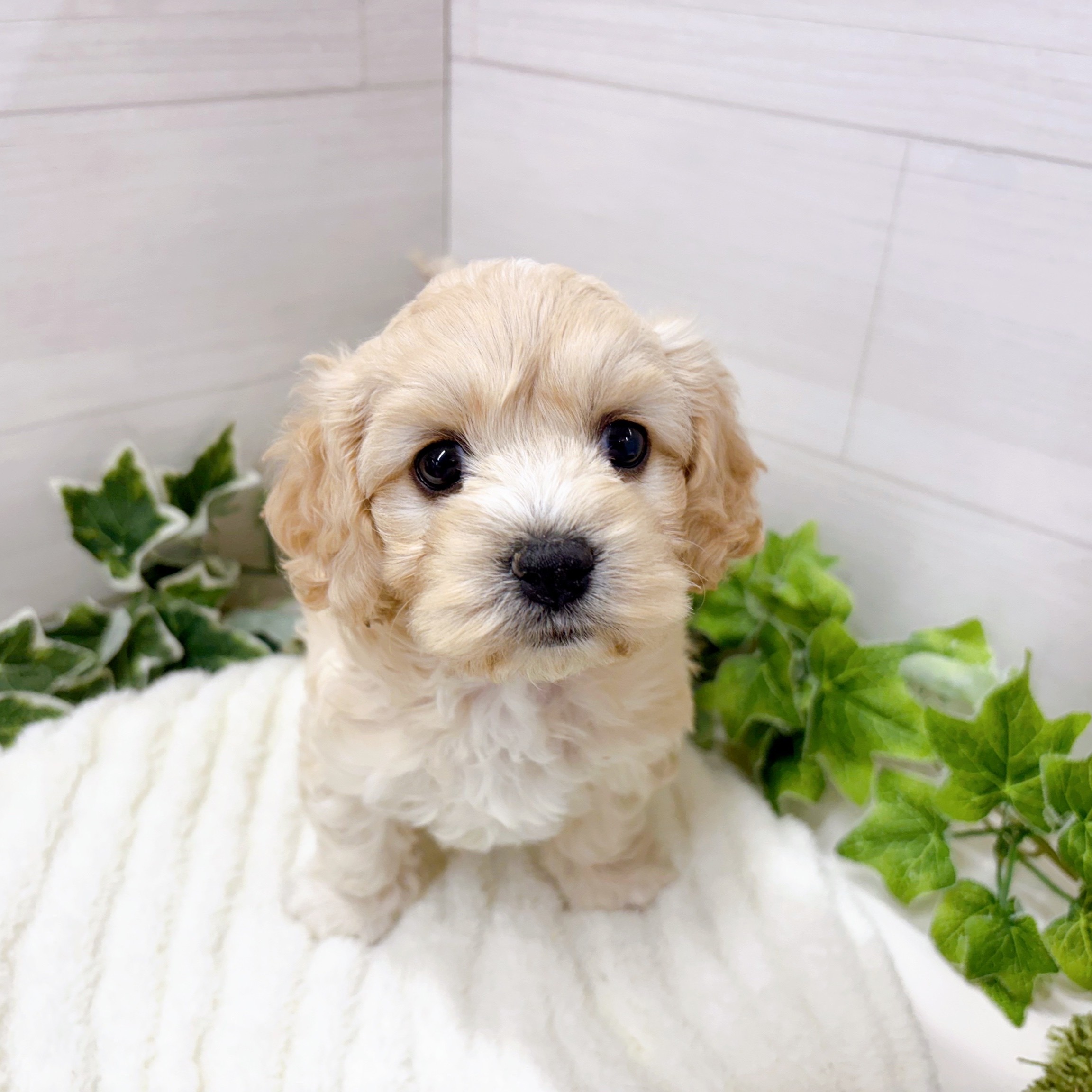 石川県のハーフ犬・ミックス犬 (犬の家＆猫の里アミーゴ金沢おこばた店/2025年10月10日生まれ/女の子/クリームホワイト)の子犬の4枚目の画像