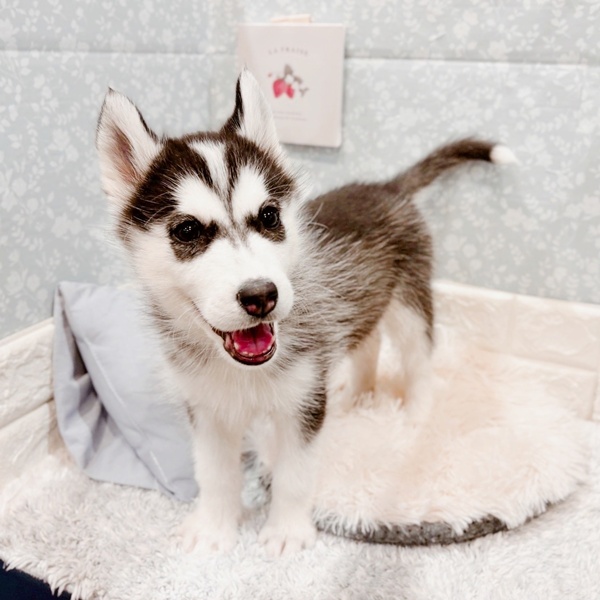 福井県のシベリアンハスキー (犬の家＆猫の里福井店/2025年9月25日生まれ/女の子/ブラックホワイト)の子犬の4枚目の画像