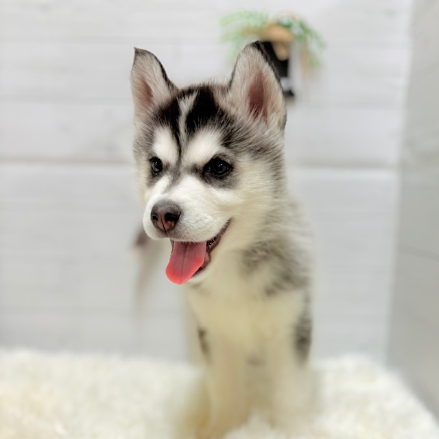 愛知県のシベリアンハスキー (犬の家＆猫の里豊田店/2025年9月25日生まれ/女の子/ブラックホワイト)の子犬の4枚目の画像