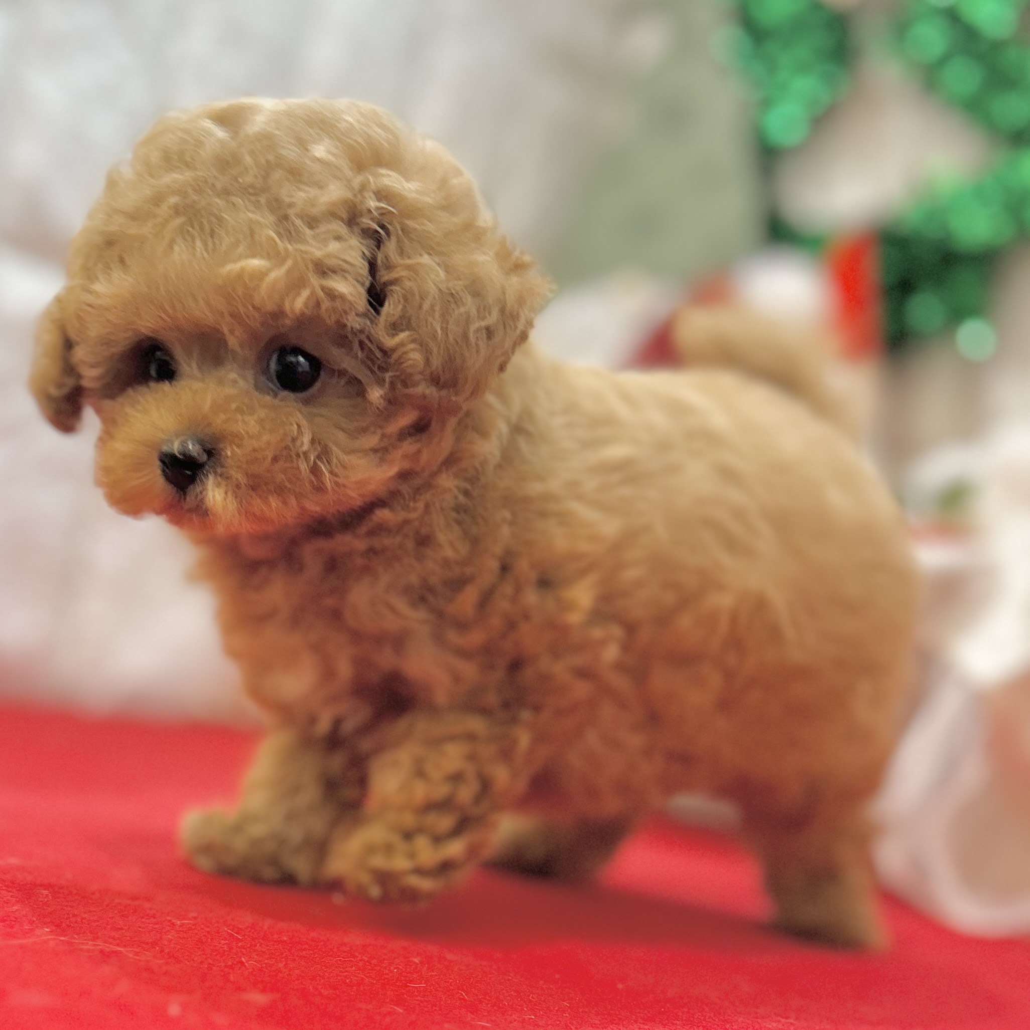 岡山県のトイプードル(ティーカップ) (犬の家＆猫の里倉敷店/2025年10月9日生まれ/女の子/レッド)の子犬の4枚目の画像