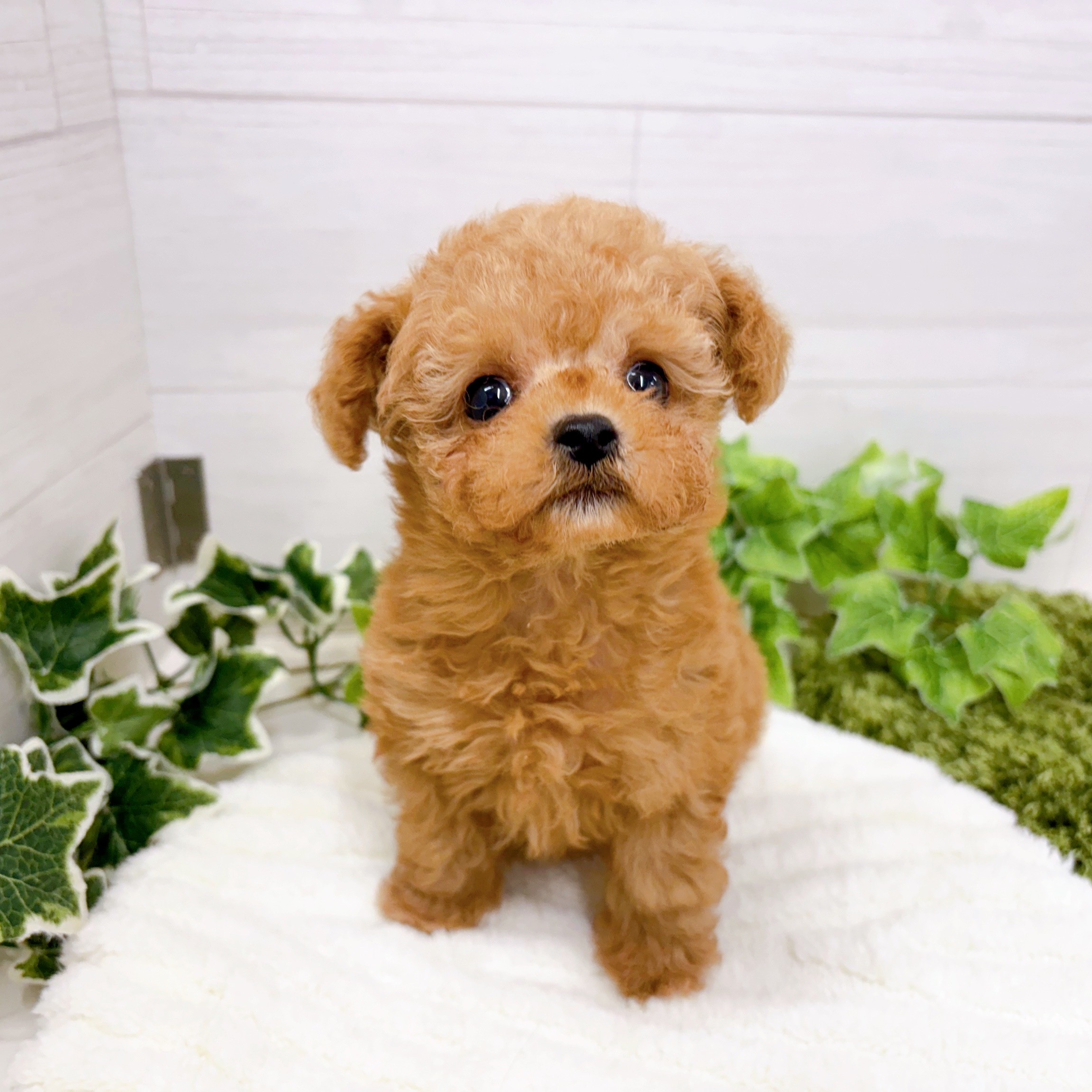 石川県のトイプードル(タイニー) (犬の家＆猫の里アミーゴ金沢おこばた店/2025年10月3日生まれ/男の子/アプリコット)の子犬の4枚目の画像