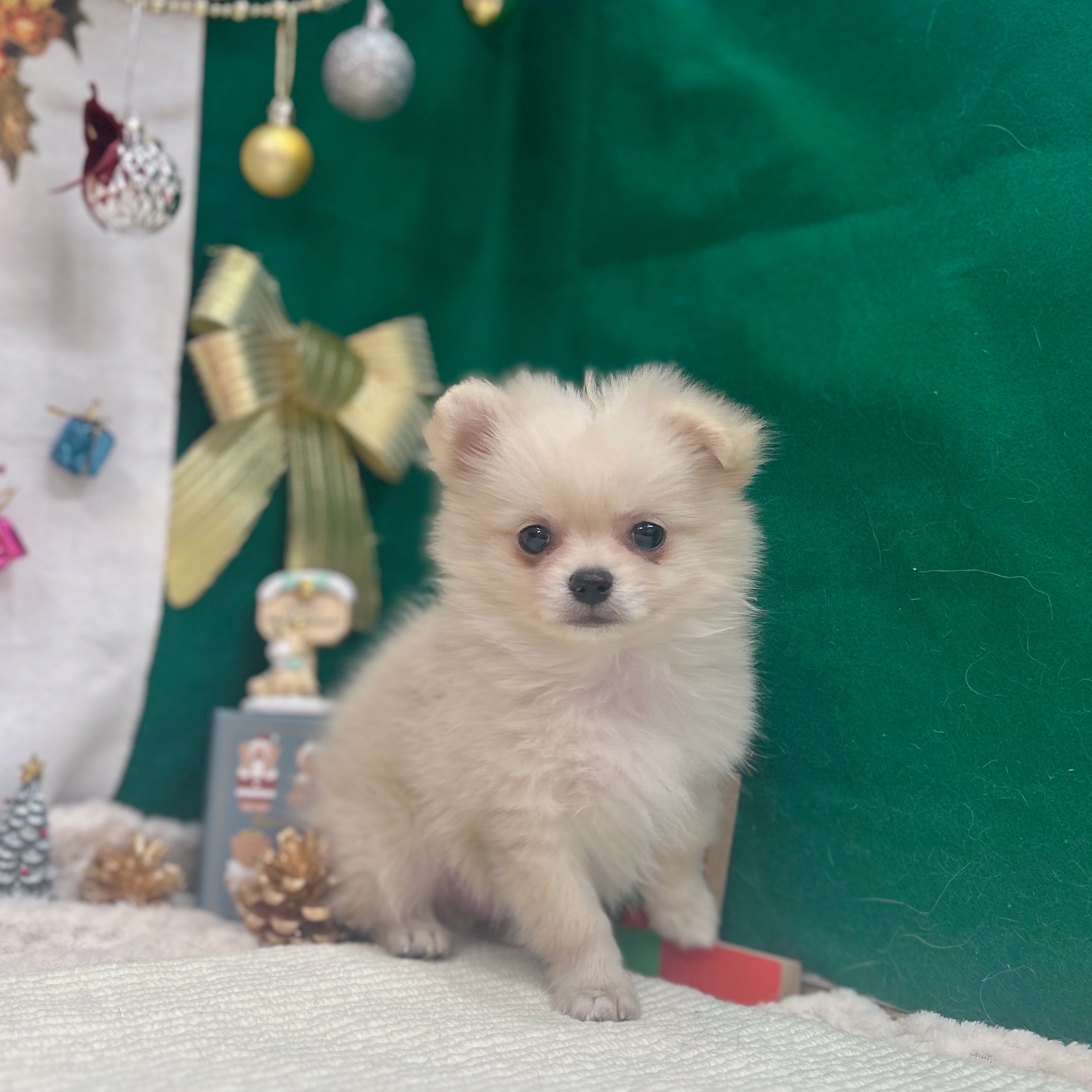 岐阜県のポメチワ/チワポメ/ポメチー(ポメラニアン×チワワ) (犬の家＆猫の里岐南店/2025年10月8日生まれ/男の子/クリーム)の子犬の4枚目の画像