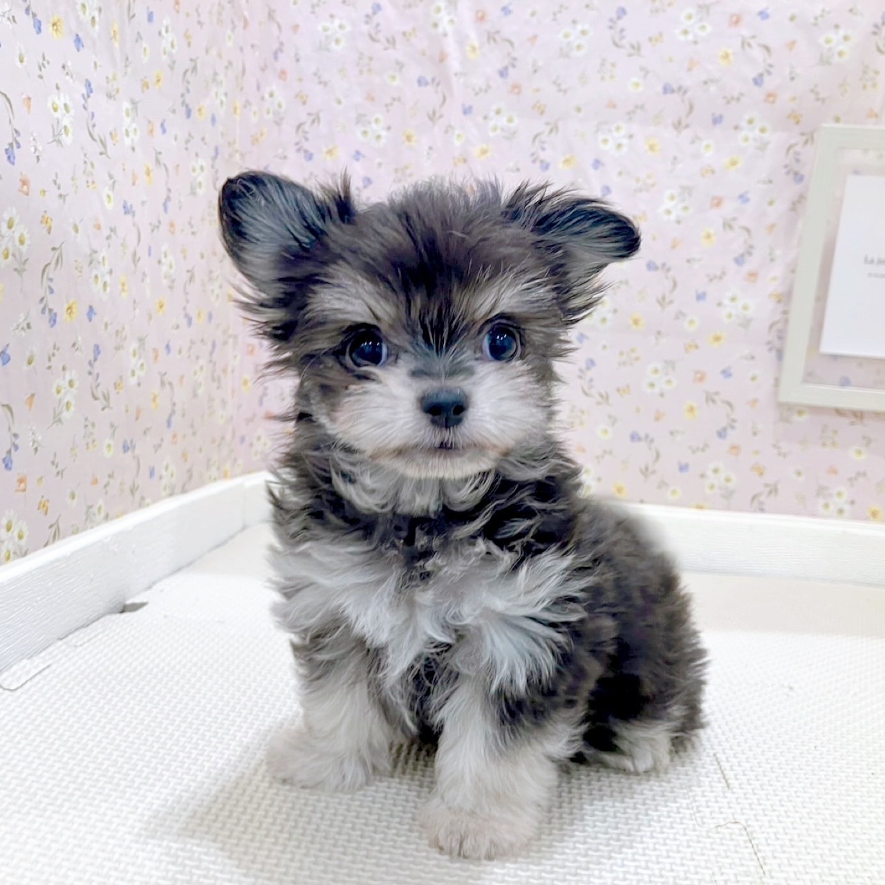 石川県のチワマル/マルチワ(チワワ×マルチーズ) (犬の家＆猫の里金沢店/2025年10月9日生まれ/女の子/ブラッククリーム)の子犬の4枚目の画像