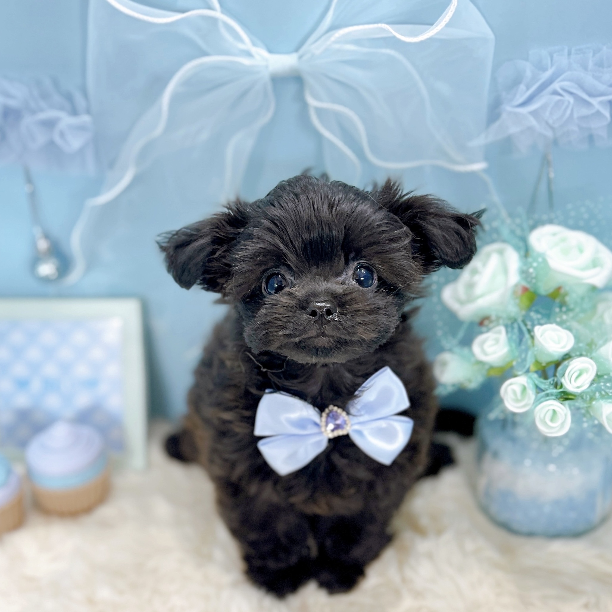 福井県のチワプー/プーチー(チワワ×プードル) (犬の家＆猫の里アミーゴ福井大和田店/2025年10月11日生まれ/男の子/ブラック)の子犬の4枚目の画像