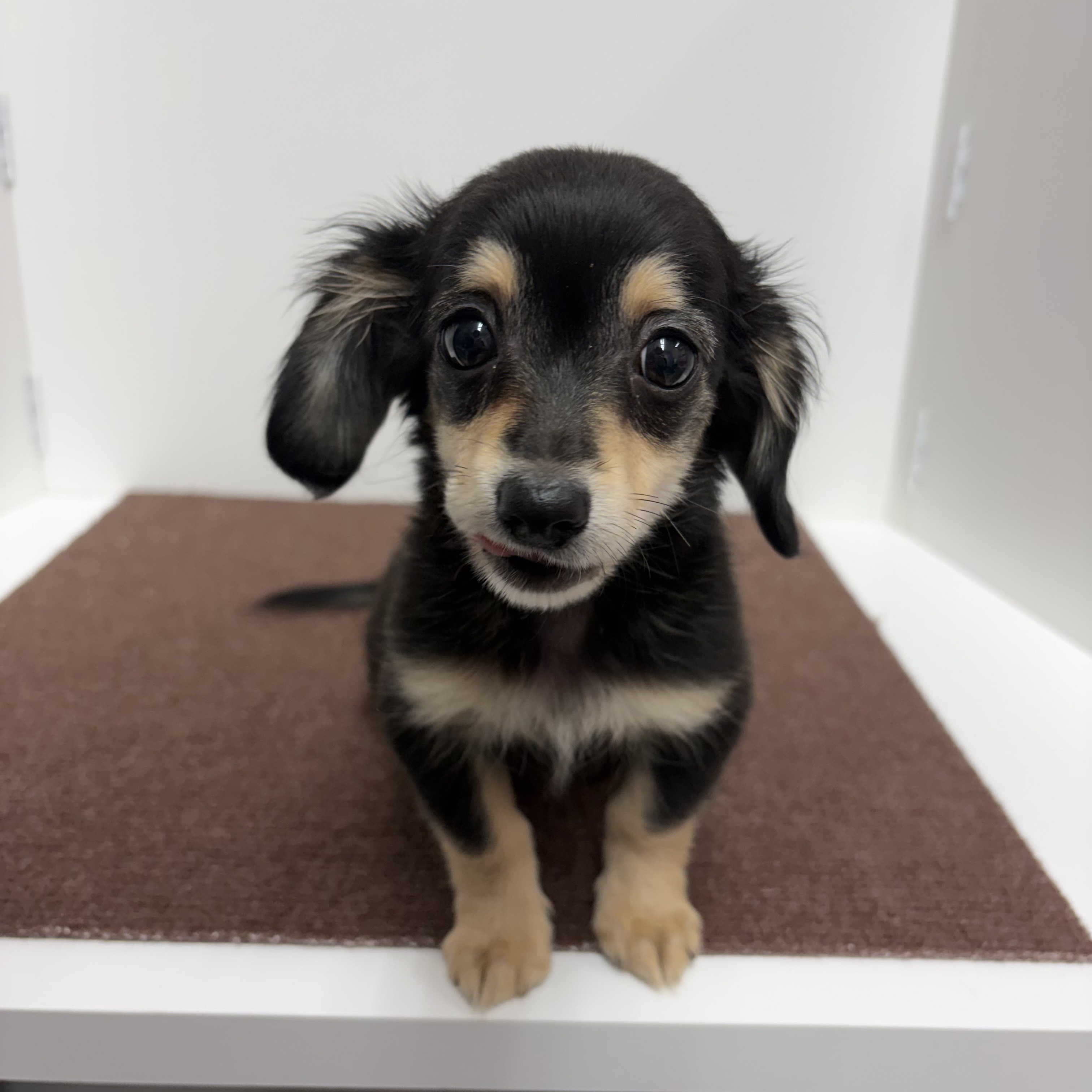 神奈川県のチワックス(チワワ×ダックス) (犬の家＆猫の里相模原店/2025年10月12日生まれ/男の子/ブラッククリーム)の子犬の4枚目の画像