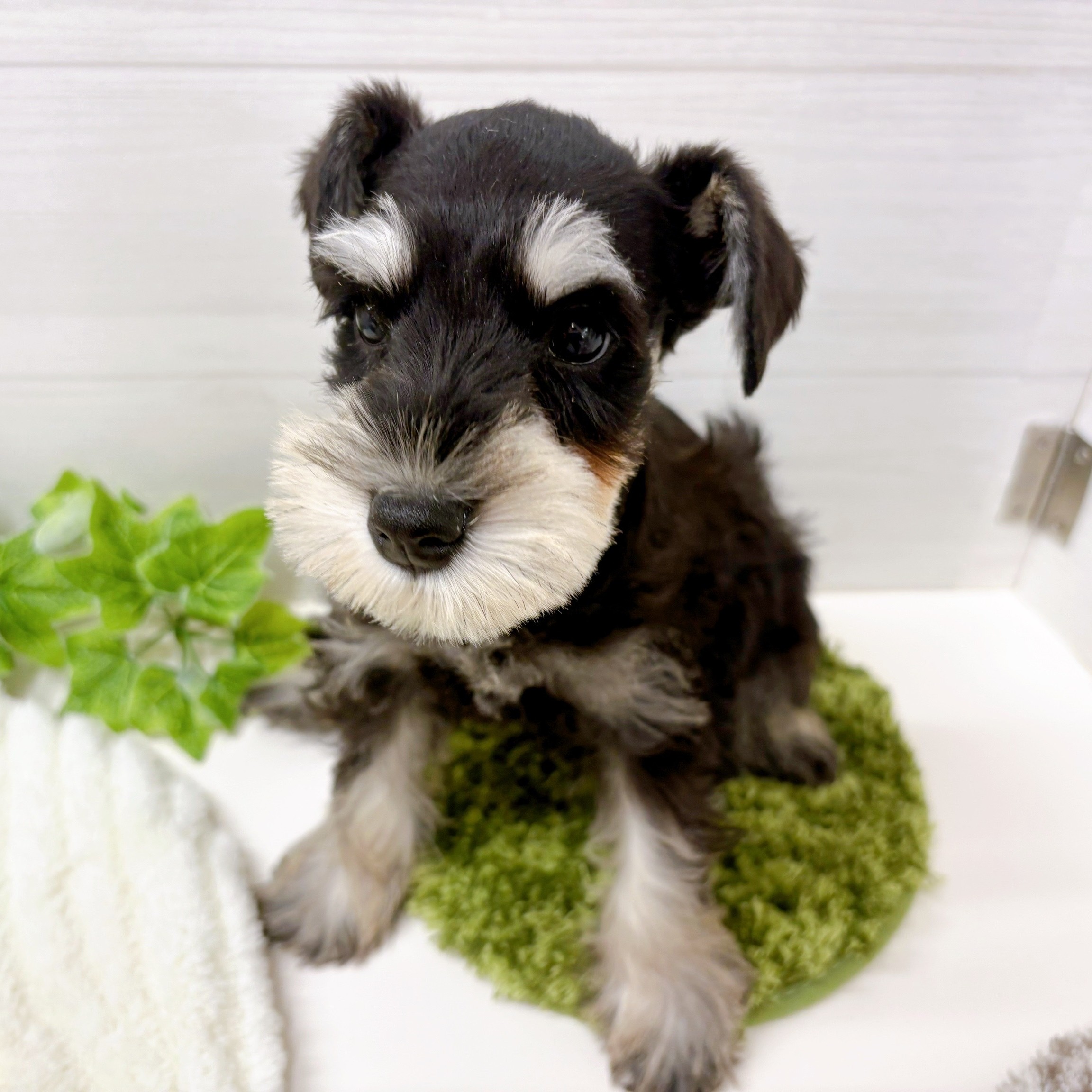 石川県のミニチュアシュナウザー (犬の家＆猫の里アミーゴ金沢おこばた店/2025年10月9日生まれ/女の子/ブラックシルバー)の子犬の4枚目の画像