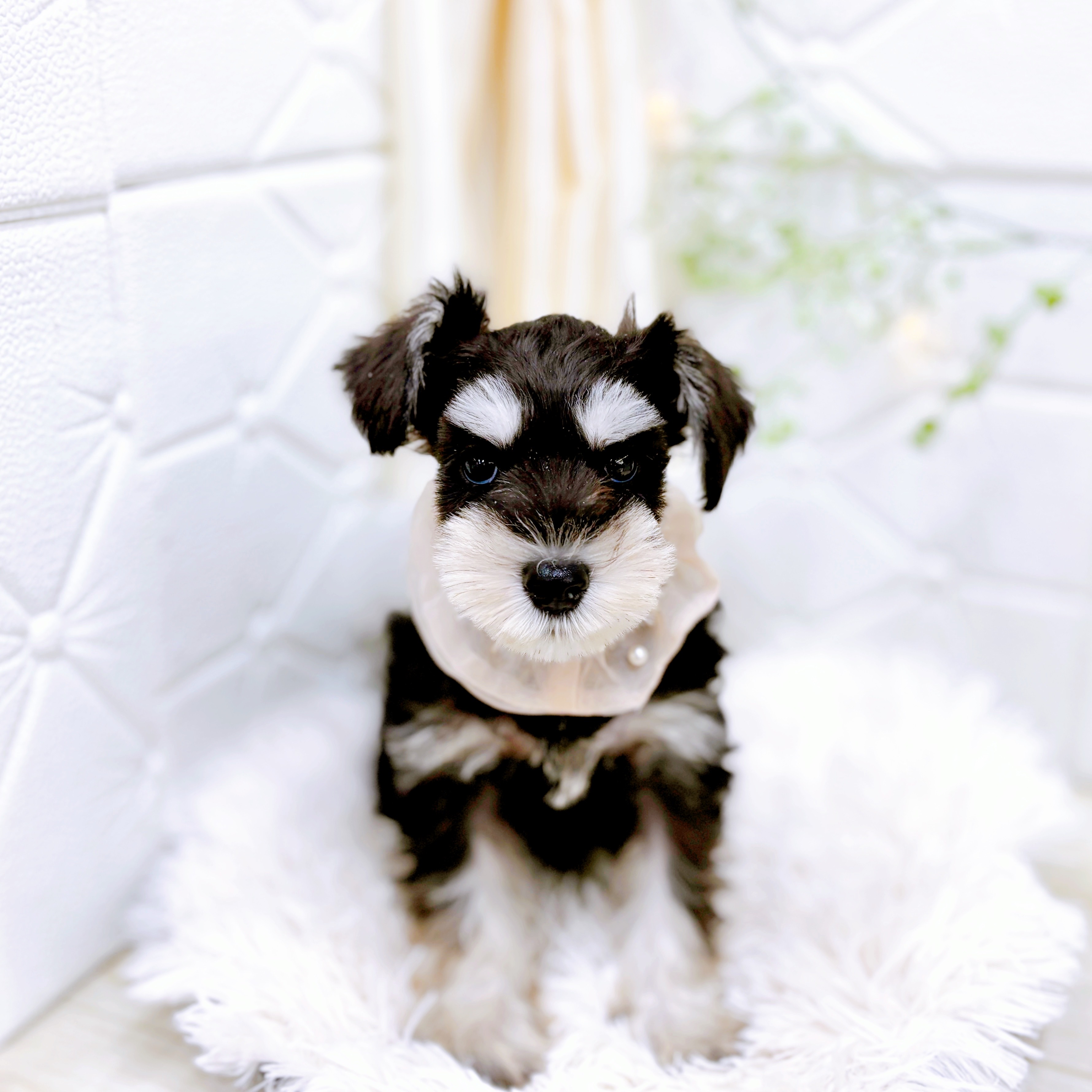 福井県のミニチュアシュナウザー (犬の家＆猫の里アミーゴ福井店/2025年10月11日生まれ/女の子/ブラックシルバー)の子犬の4枚目の画像