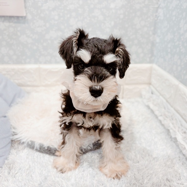 福井県のミニチュアシュナウザー (犬の家＆猫の里福井店/2025年10月11日生まれ/女の子/ブラックシルバー)の子犬の4枚目の画像