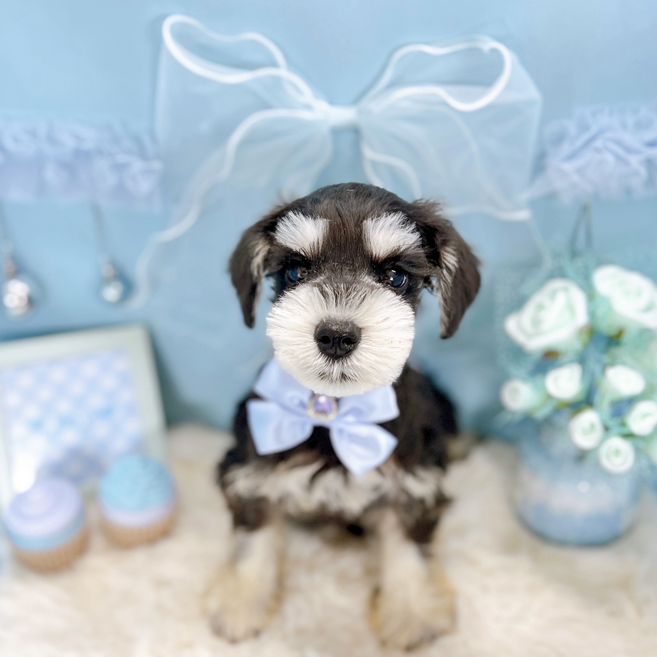 福井県のミニチュアシュナウザー (犬の家＆猫の里アミーゴ福井大和田店/2025年10月11日生まれ/男の子/ブラックシルバー)の子犬の4枚目の画像