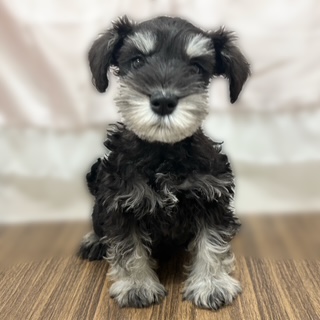 兵庫県のミニチュアシュナウザー (犬の家＆猫の里カナート西神戸店/2025年10月11日生まれ/男の子/ブラックシルバー)の子犬の4枚目の画像