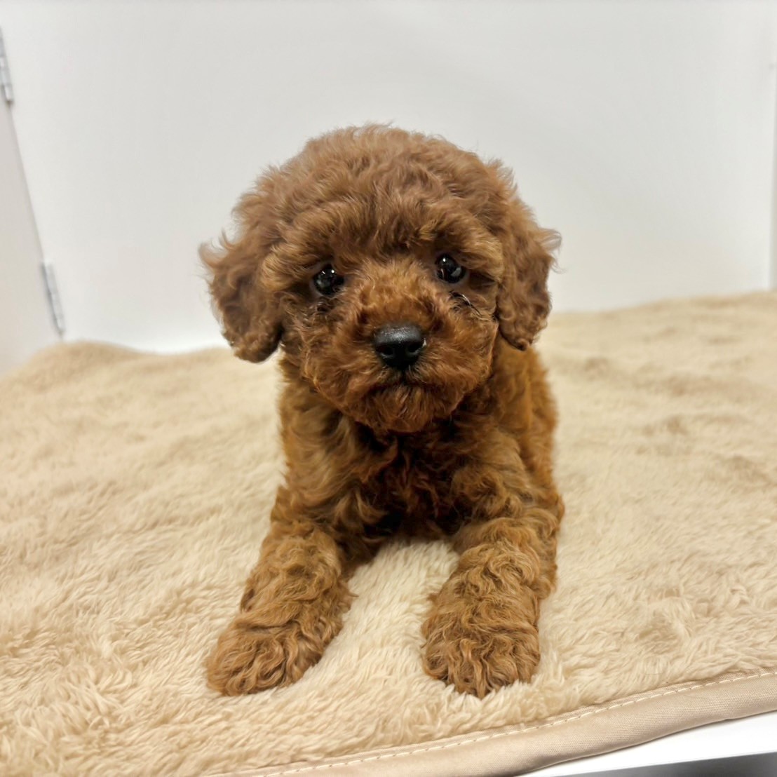 神奈川県のトイプードル(トイ) (犬の家＆猫の里相模原店/2025年10月12日生まれ/女の子/レッドフォーン)の子犬の4枚目の画像