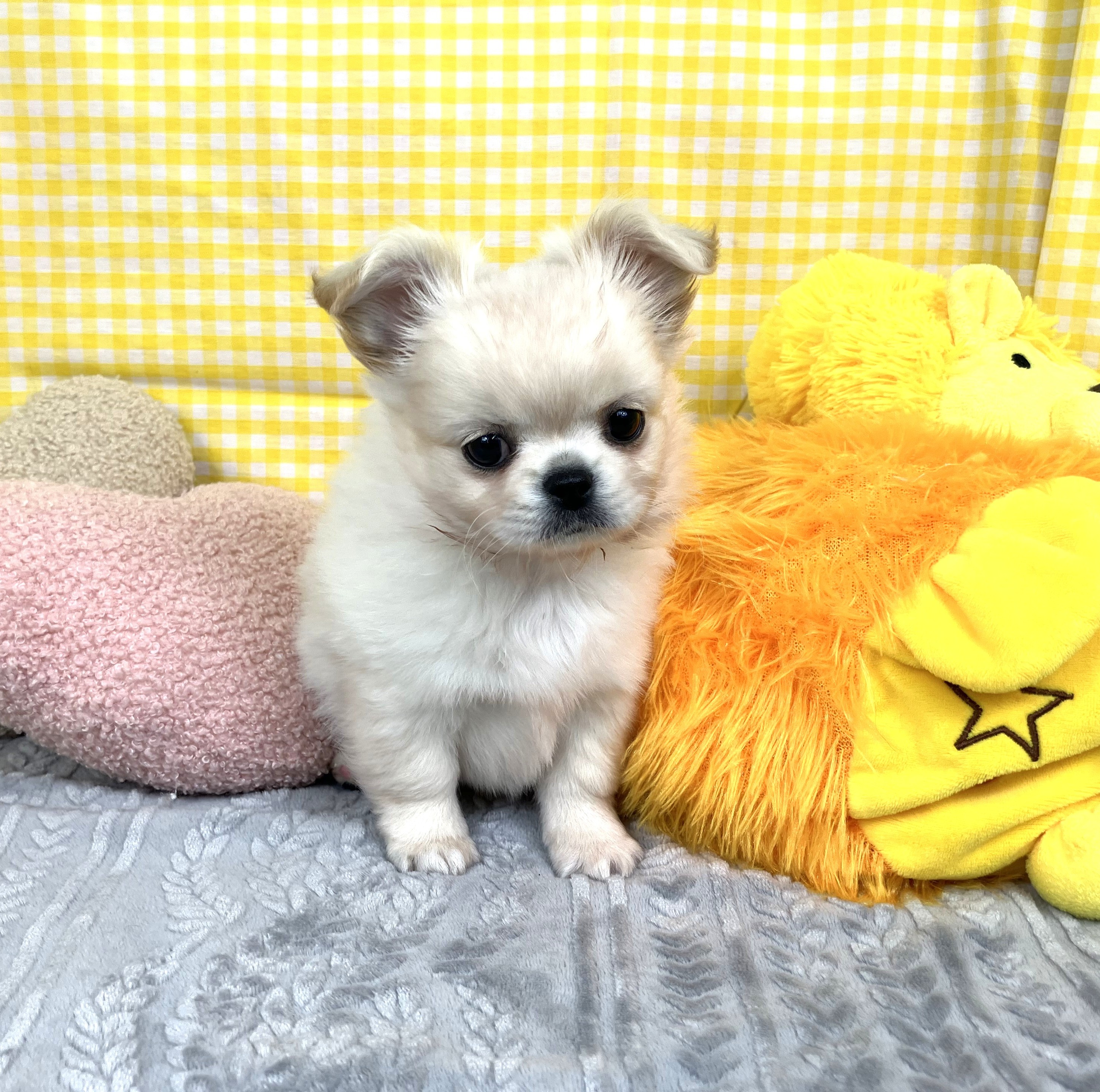 兵庫県のチワペキ/ペキチー/ペキチワ(チワワ×ペキニーズ) (犬の家＆猫の里川西店/2025年10月11日生まれ/男の子/クリーム)の子犬の4枚目の画像