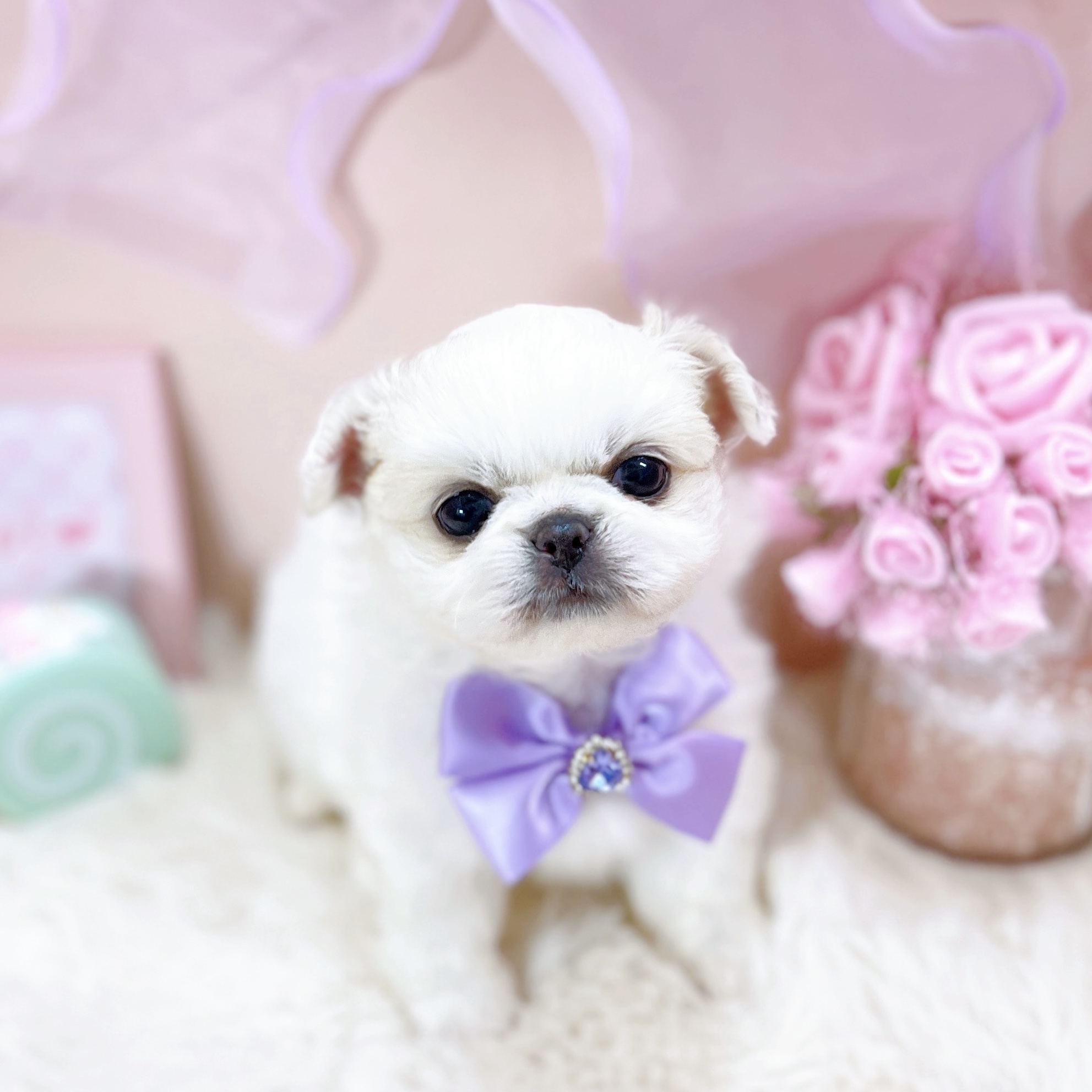 福井県のチワペキ/ペキチー/ペキチワ(チワワ×ペキニーズ) (犬の家＆猫の里アミーゴ福井大和田店/2025年10月7日生まれ/女の子/クリーム)の子犬の4枚目の画像