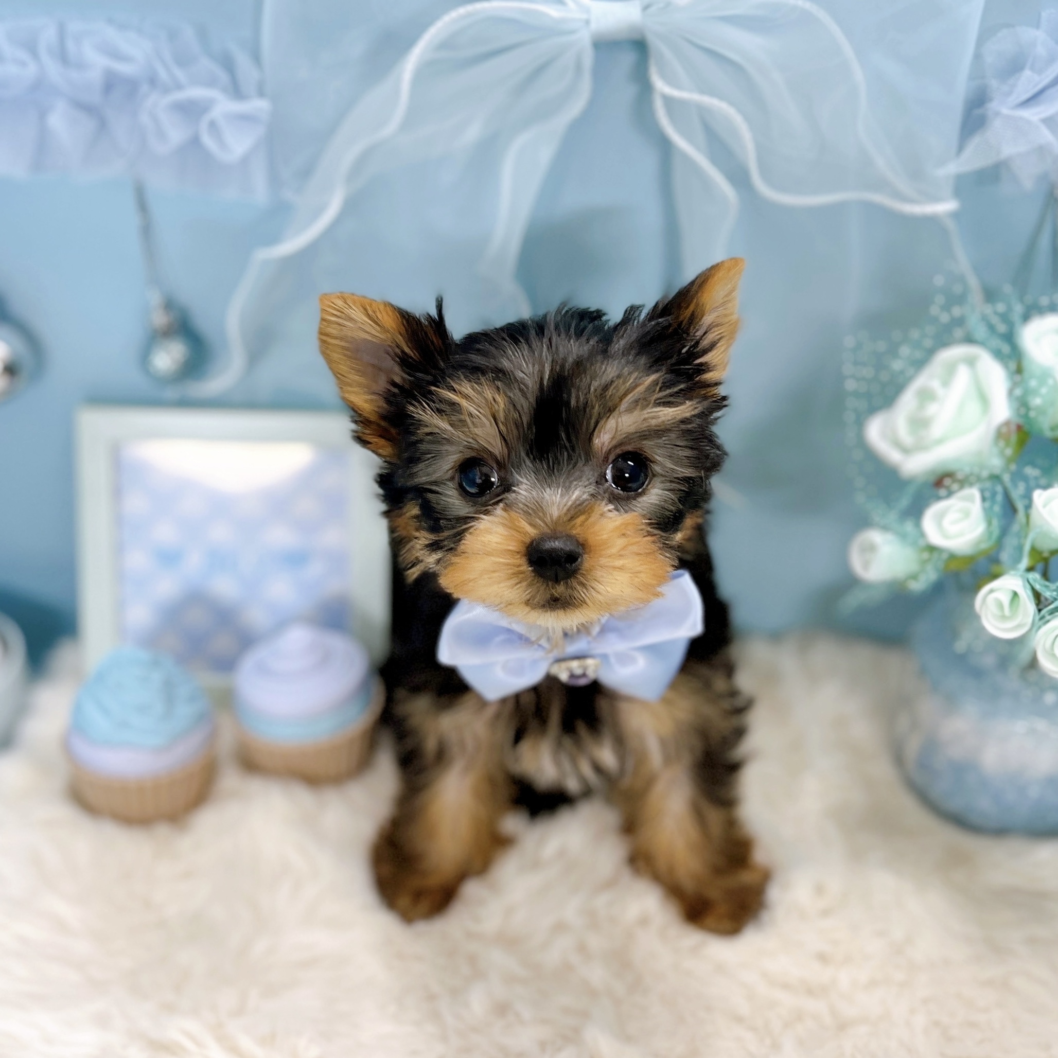 福井県のヨークシャーテリア (犬の家＆猫の里アミーゴ福井大和田店/2025年10月9日生まれ/男の子/スチールブルータン)の子犬の4枚目の画像