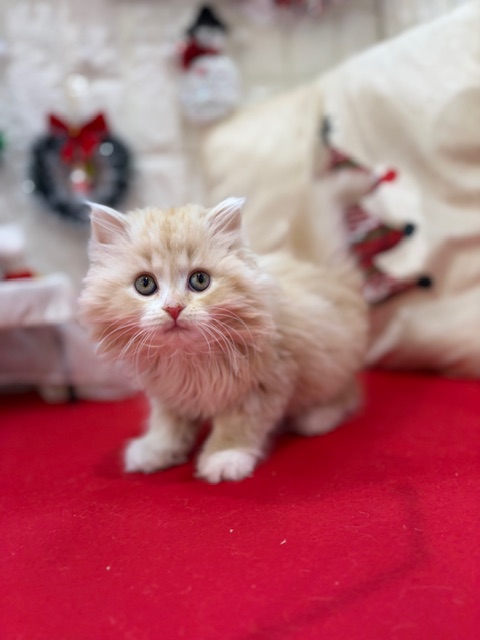 岡山県のスコティッシュフォールド (犬の家＆猫の里倉敷店/2025年10月10日生まれ/女の子/レッドタビーホワイト)の子猫の4枚目の画像