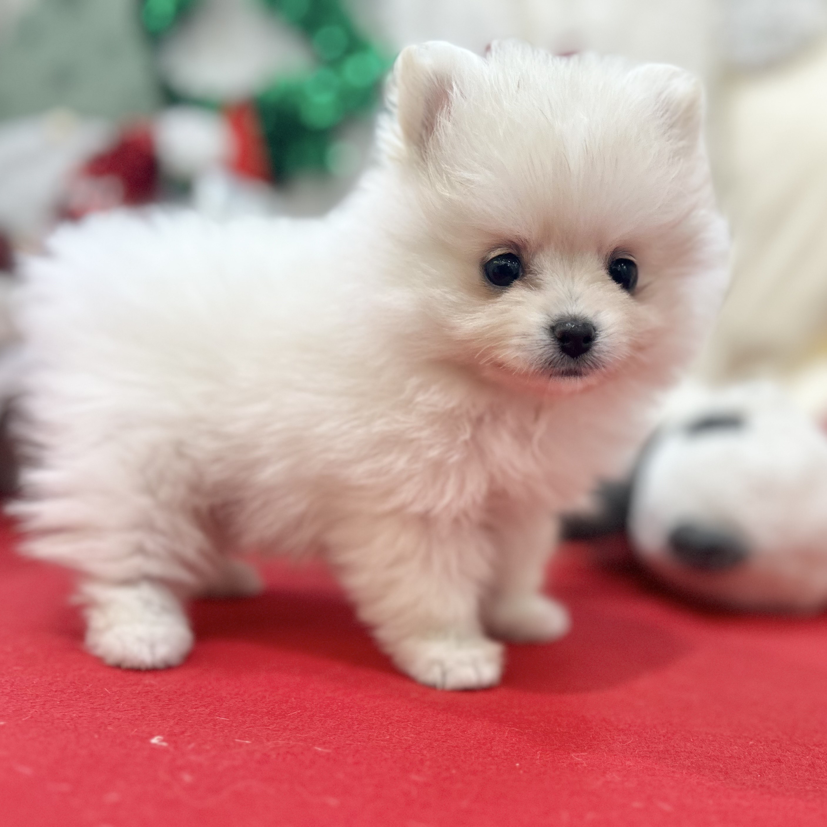 岡山県のポメラニアン (犬の家＆猫の里倉敷店/2025年10月11日生まれ/女の子/クリーム)の子犬の4枚目の画像