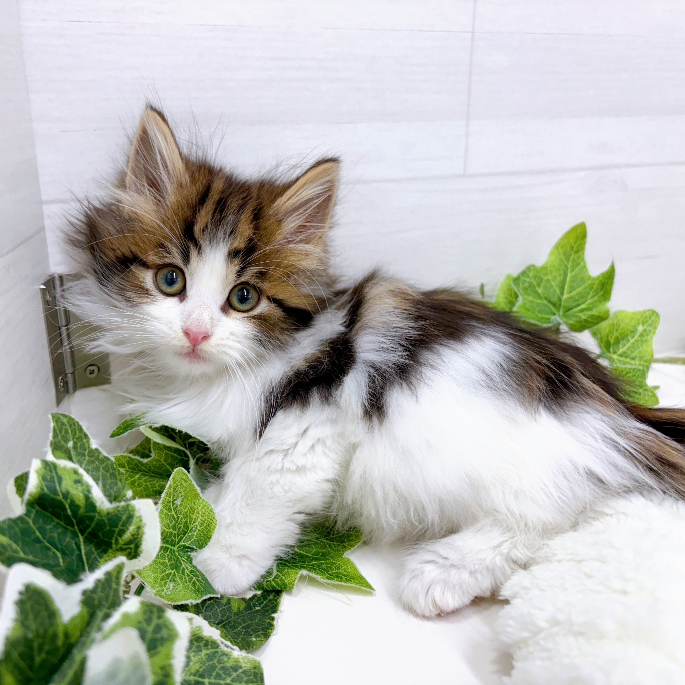 石川県のノルウェージャンフォレストキャット (犬の家＆猫の里アミーゴ金沢おこばた店/2025年10月10日生まれ/男の子/ブラウンタビーホワイト)の子猫の4枚目の画像