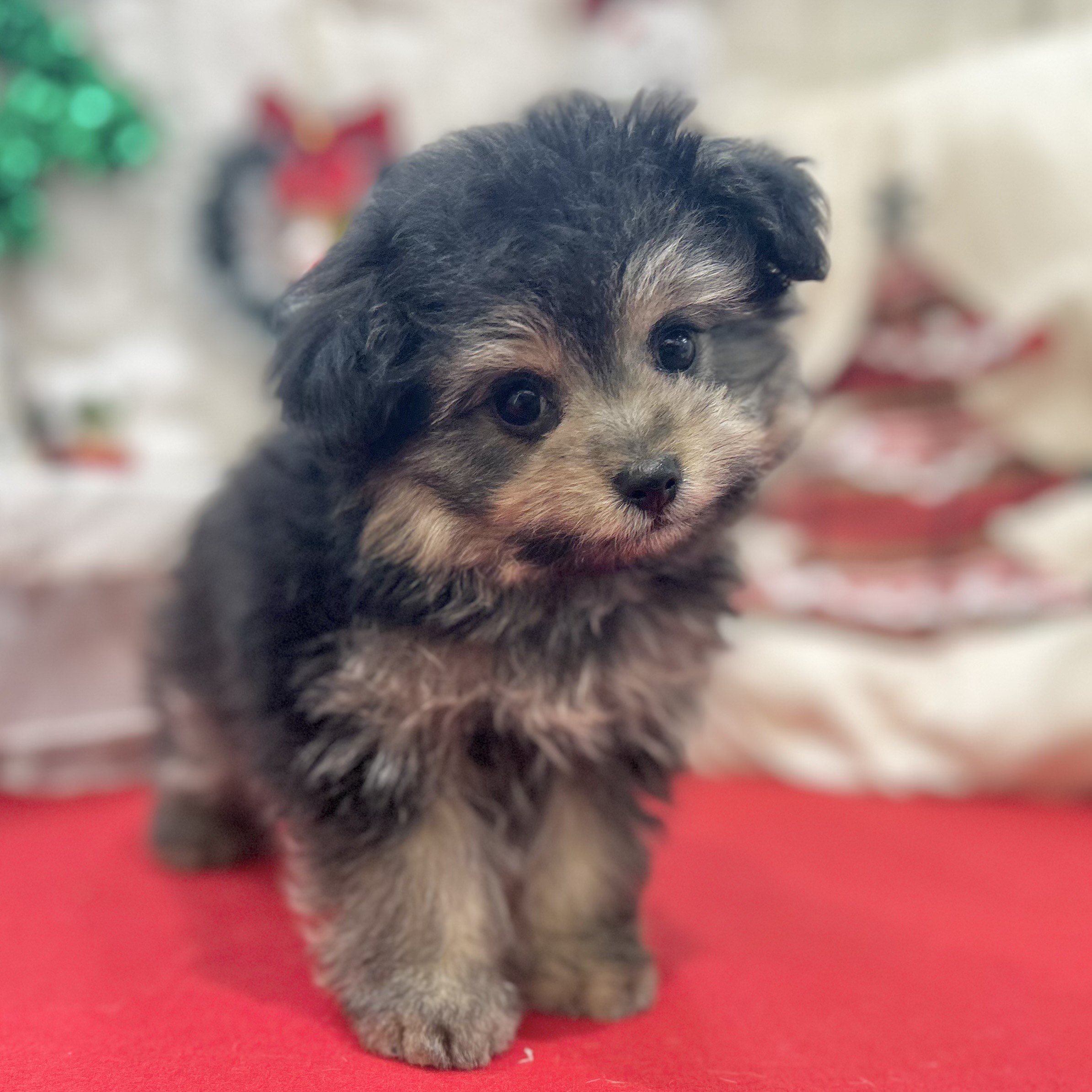 岡山県のポメプー(ポメラニアン×プードル) (犬の家＆猫の里倉敷店/2025年10月12日生まれ/女の子/ブラックタン)の子犬の4枚目の画像