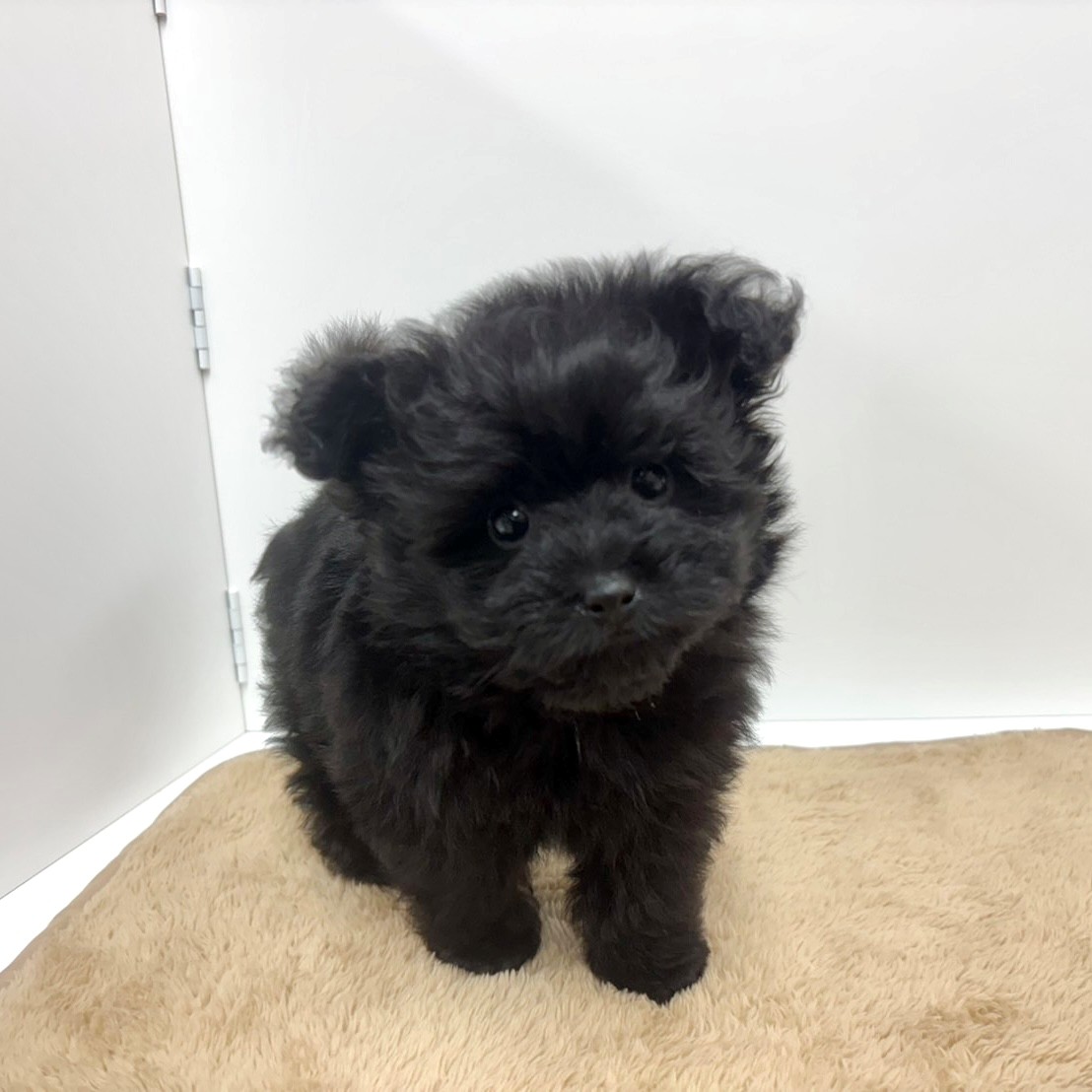 神奈川県のポメプー(ポメラニアン×プードル) (犬の家＆猫の里相模原店/2025年10月12日生まれ/男の子/ブラック)の子犬の4枚目の画像