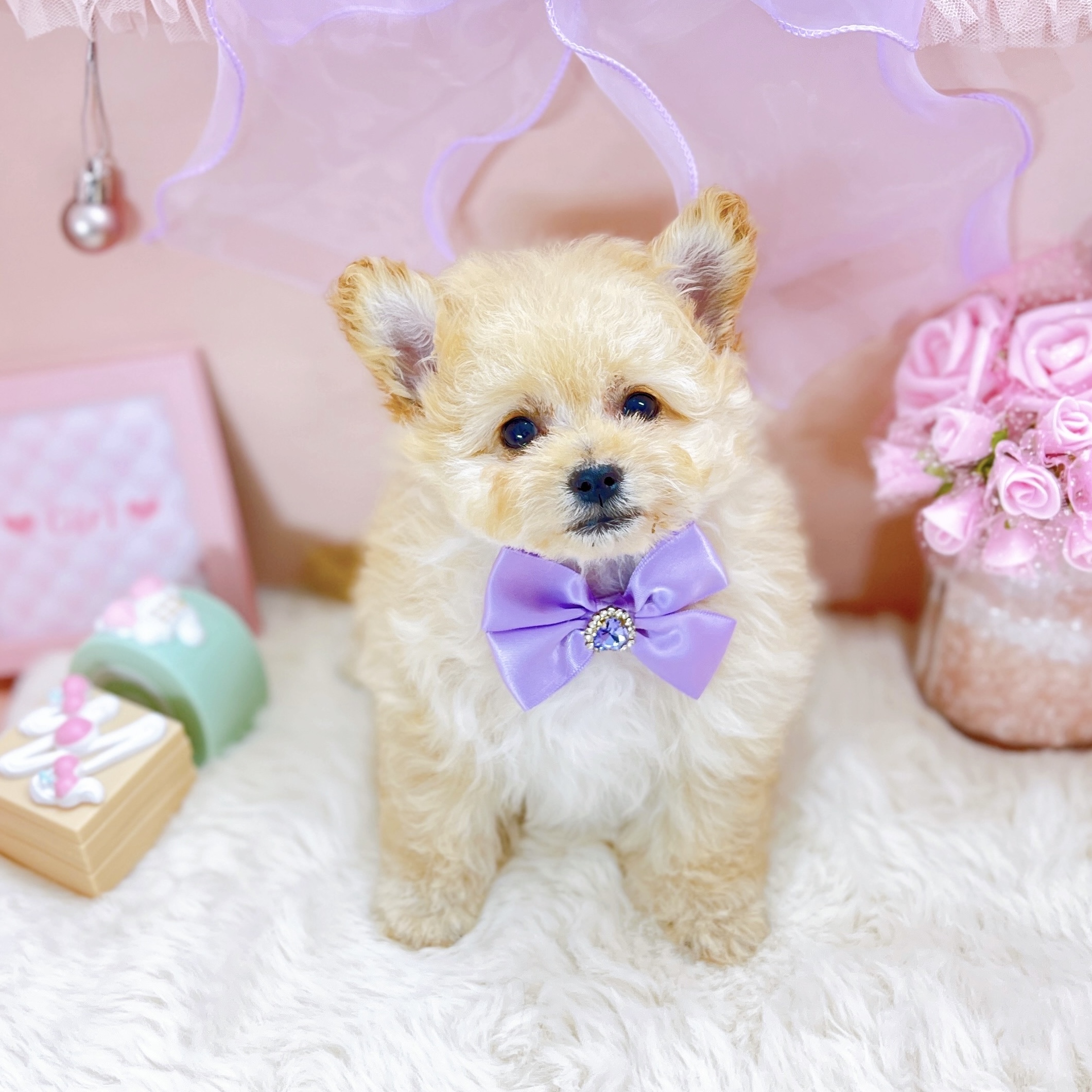 福井県のポメプー(ポメラニアン×プードル) (犬の家＆猫の里アミーゴ福井大和田店/2025年10月4日生まれ/女の子/クリーム)の子犬の4枚目の画像