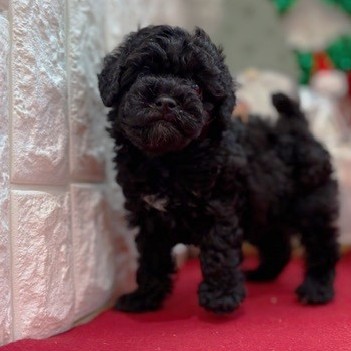 岡山県のトイプードル(トイ) (犬の家＆猫の里倉敷店/2025年10月12日生まれ/女の子/ブラック)の子犬の4枚目の画像
