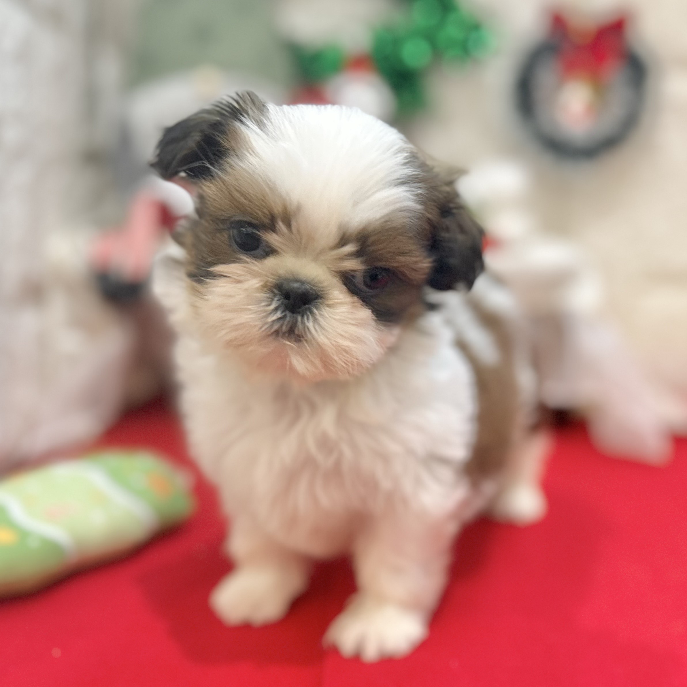 福岡県のシーズー (犬の家＆猫の里くりえいと宗像店/2025年10月8日生まれ/男の子/ゴールドホワイト)の子犬の4枚目の画像