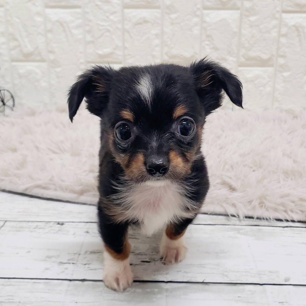 岡山県のチワックス(チワワ×ダックス) (犬の家＆猫の里岡山店/2025年10月11日生まれ/男の子/ブラックタンホワイト)の子犬の4枚目の画像