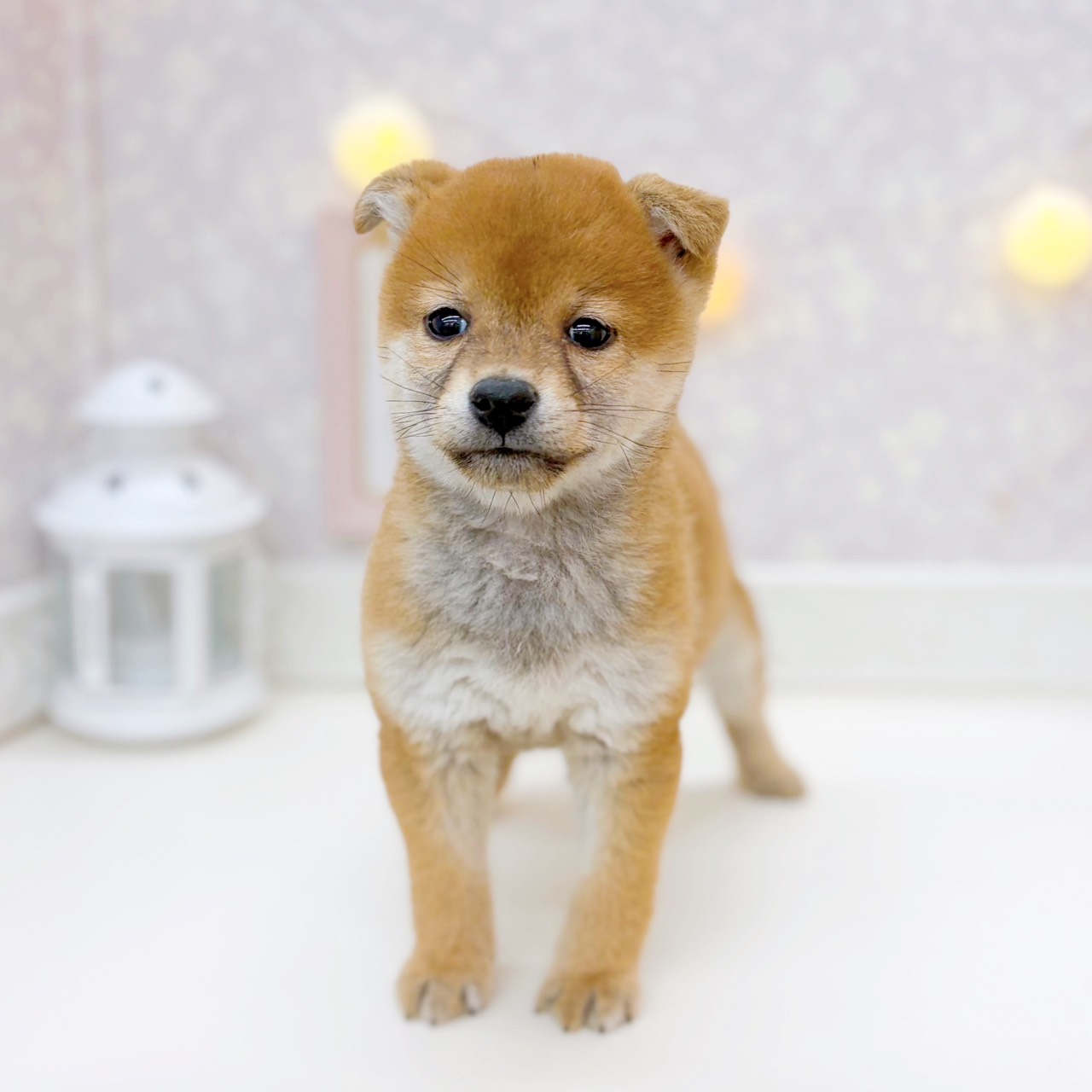 富山県の豆柴 (犬の家＆猫の里富山店/2025年10月8日生まれ/女の子/赤)の子犬の4枚目の画像