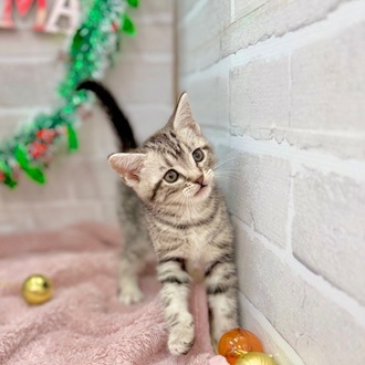 静岡県のアメリカンショートヘアー (犬の家＆猫の里プレ葉ウォーク浜北店/2025年10月12日生まれ/男の子/シルバータビー)の子猫の4枚目の画像
