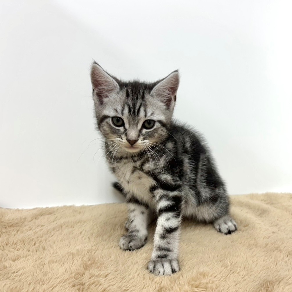 神奈川県のアメリカンショートヘアー (犬の家＆猫の里相模原店/2025年10月12日生まれ/男の子/シルバータビー)の子猫の4枚目の画像