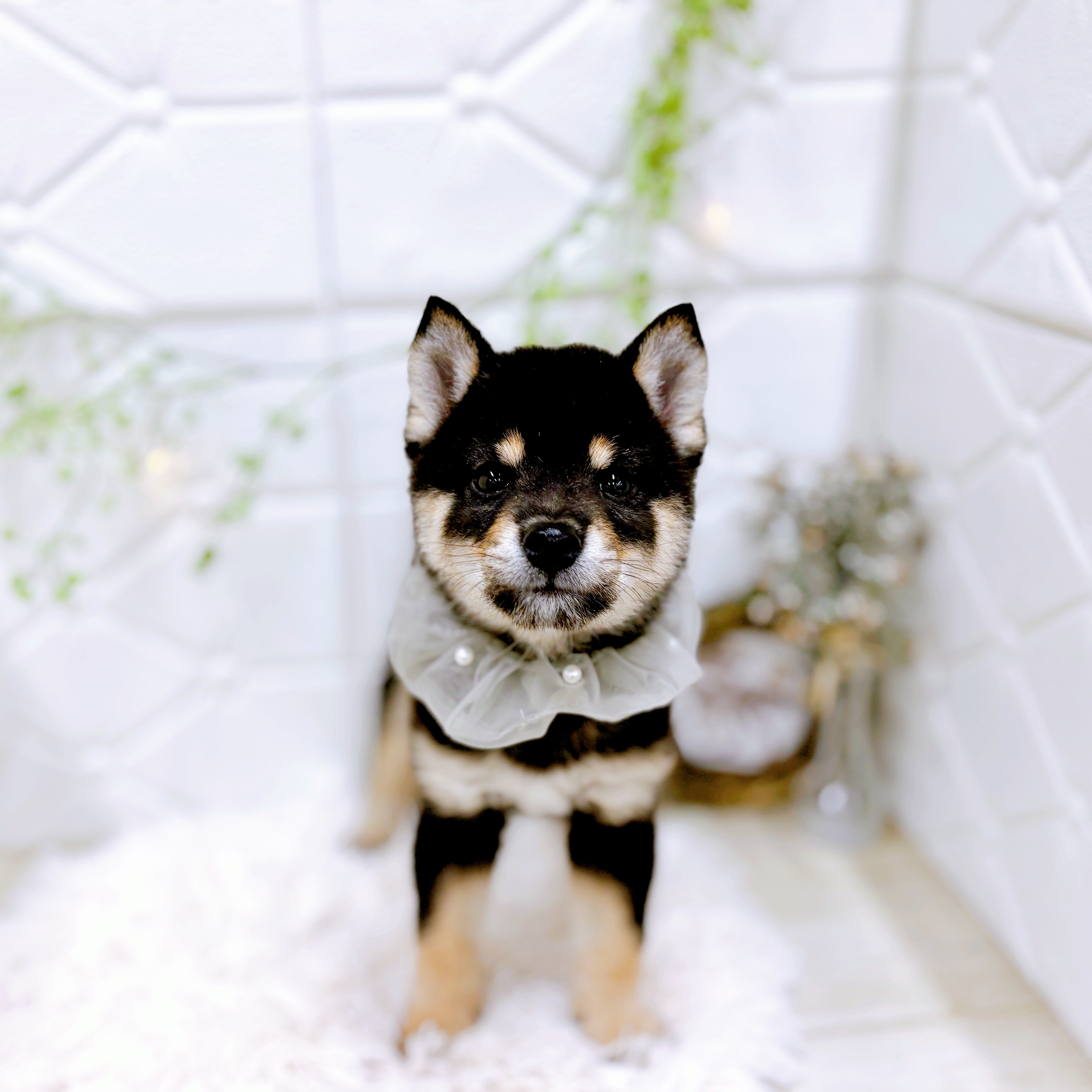 福井県の豆柴 (犬の家＆猫の里アミーゴ福井店/2025年10月6日生まれ/男の子/黒)の子犬の4枚目の画像