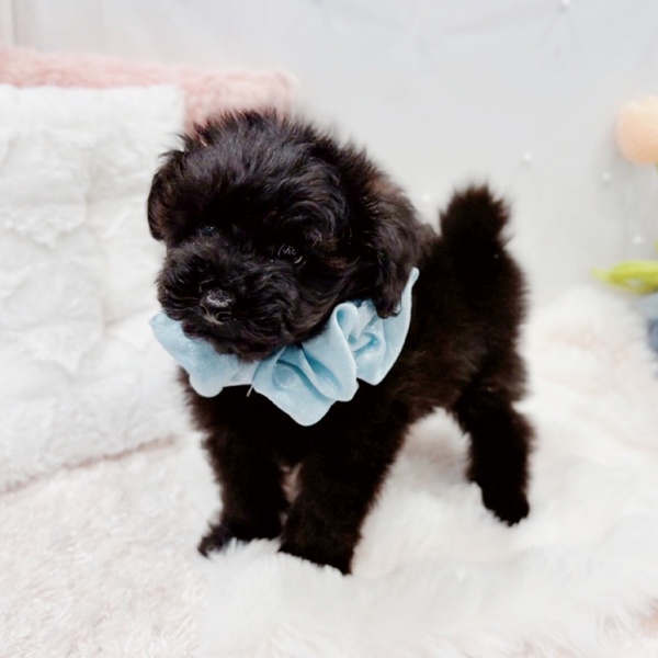 福井県のポメプー(ポメラニアン×プードル) (犬の家＆猫の里福井店/2025年10月5日生まれ/男の子/ブラック)の子犬の4枚目の画像