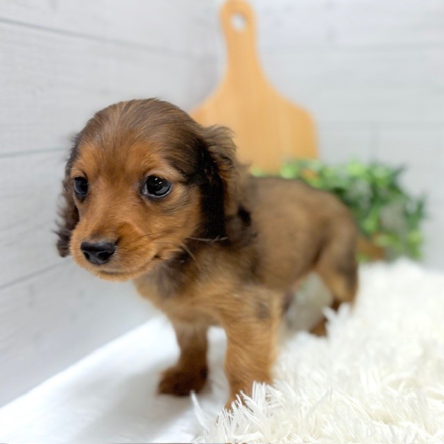 愛知県のカニンヘンダックスフンド(ロング) (犬の家＆猫の里豊田店/2025年10月11日生まれ/男の子/レッド)の子犬の4枚目の画像