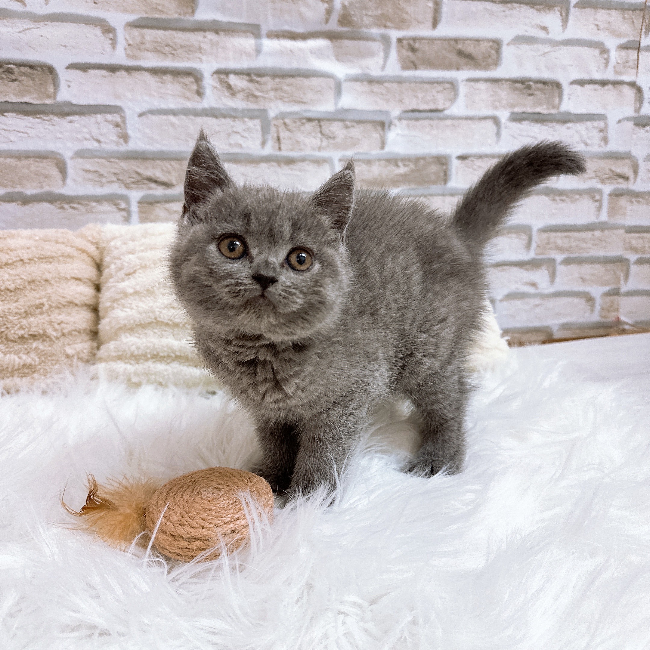 神奈川県のブリティッシュショートヘアー (犬の家＆猫の里モザイクモール港北店/2025年10月11日生まれ/女の子/ブルー)の子猫の4枚目の画像