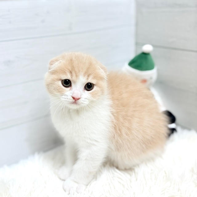 福岡県のスコティッシュフォールド (犬の家＆猫の里くりえいと宗像店/2025年10月9日生まれ/男の子/クリームタビーホワイト)の子猫の4枚目の画像