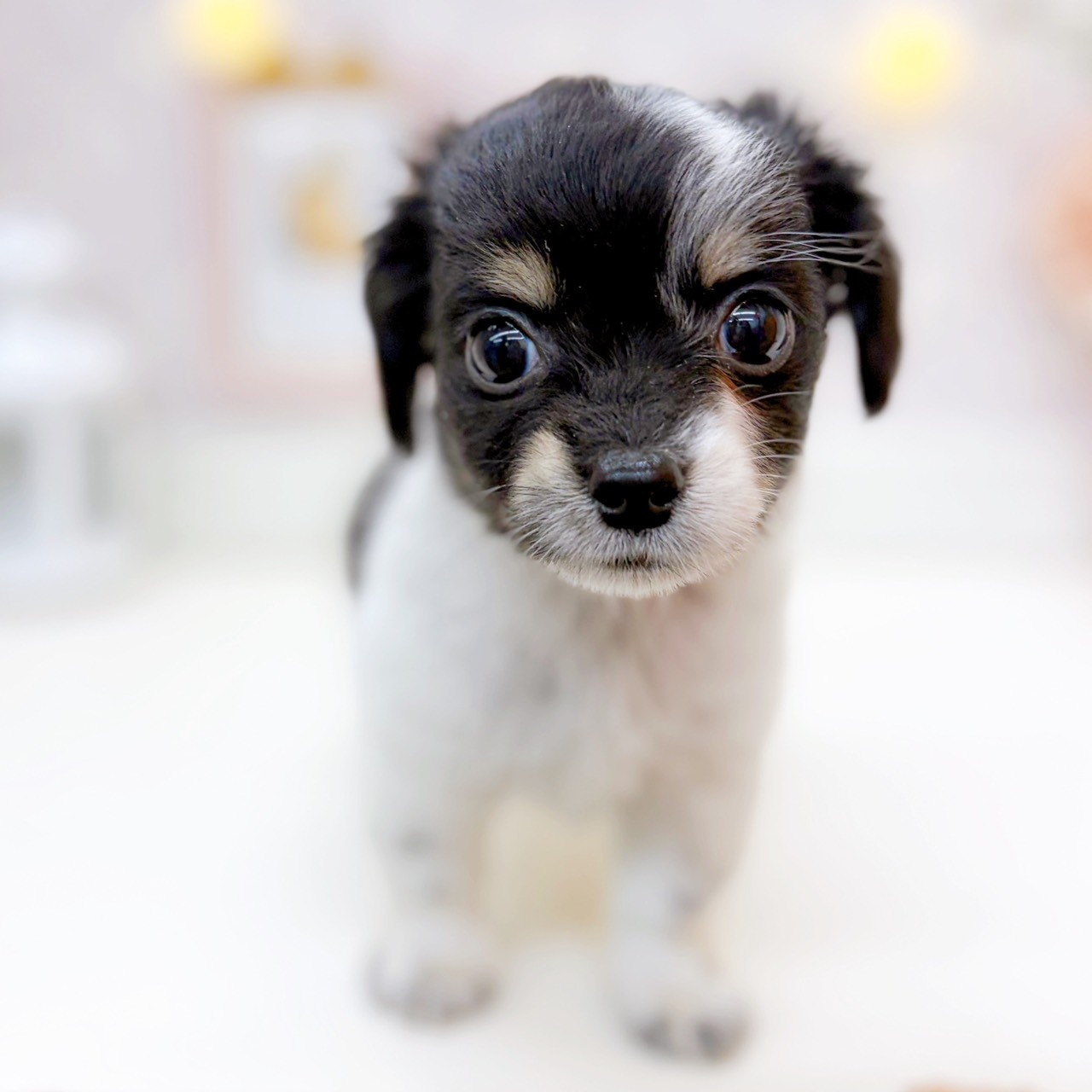 富山県のチワックス(チワワ×ダックス) (犬の家＆猫の里富山店/2025年10月12日生まれ/男の子/ブラックタンパイボールド)の子犬の4枚目の画像