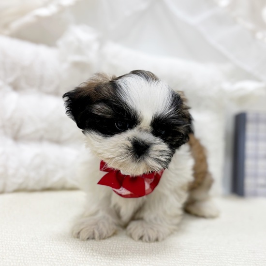 岐阜県のシーズー (犬の家＆猫の里カラフルタウン岐阜店/2025年10月12日生まれ/女の子/ゴールドホワイト)の子犬の4枚目の画像