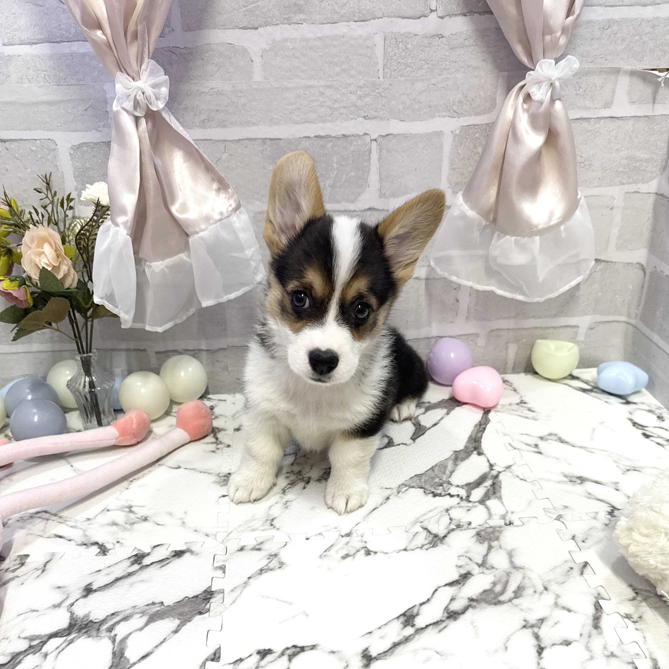 愛知県のウェルシュコーギーペンブローク (犬の家＆猫の里岡崎店/2025年10月12日生まれ/女の子/ブラックタンホワイト)の子犬の4枚目の画像