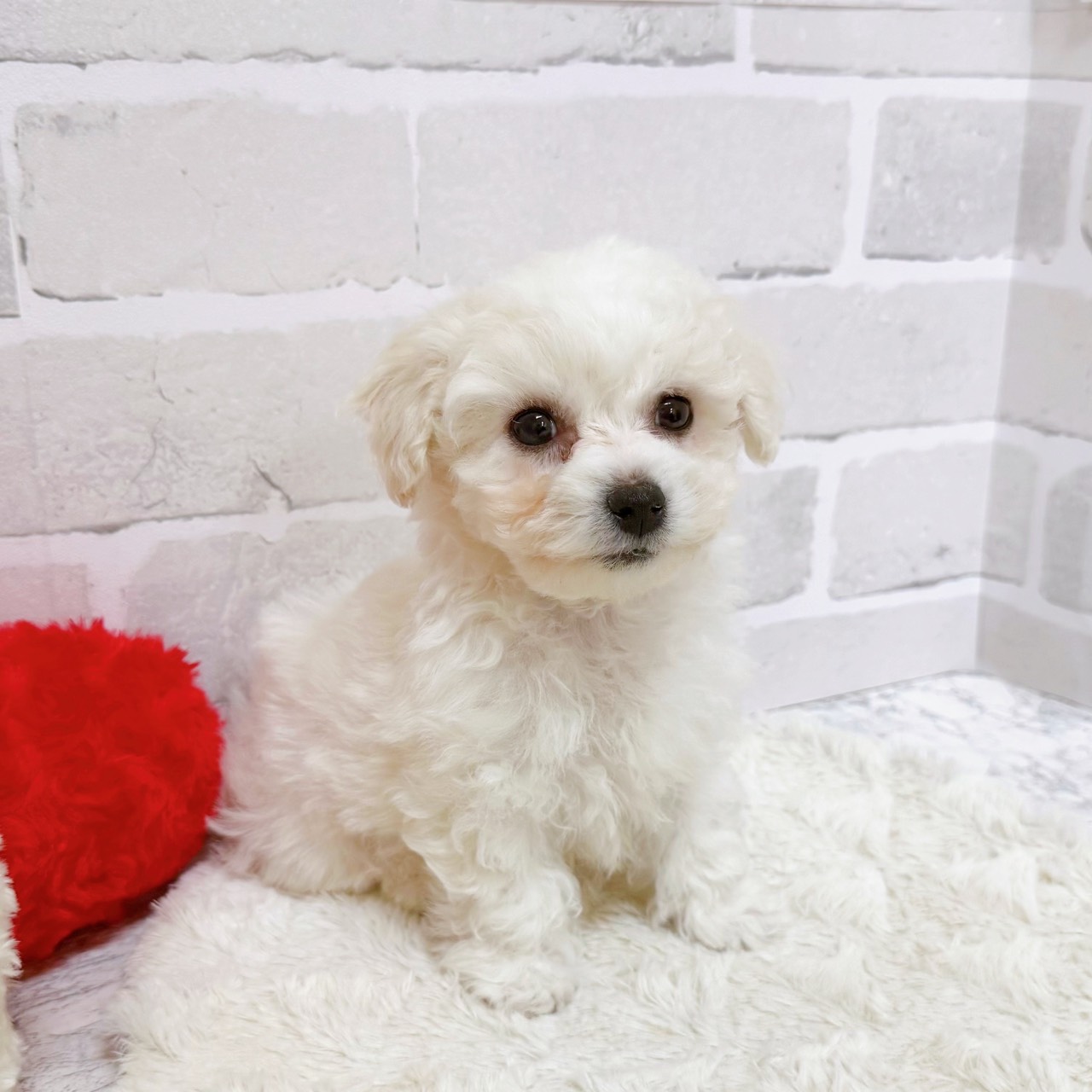 京都府のビションフリーゼ (犬の家＆猫の里京都精華店/2025年10月12日生まれ/男の子/ホワイト)の子犬の4枚目の画像