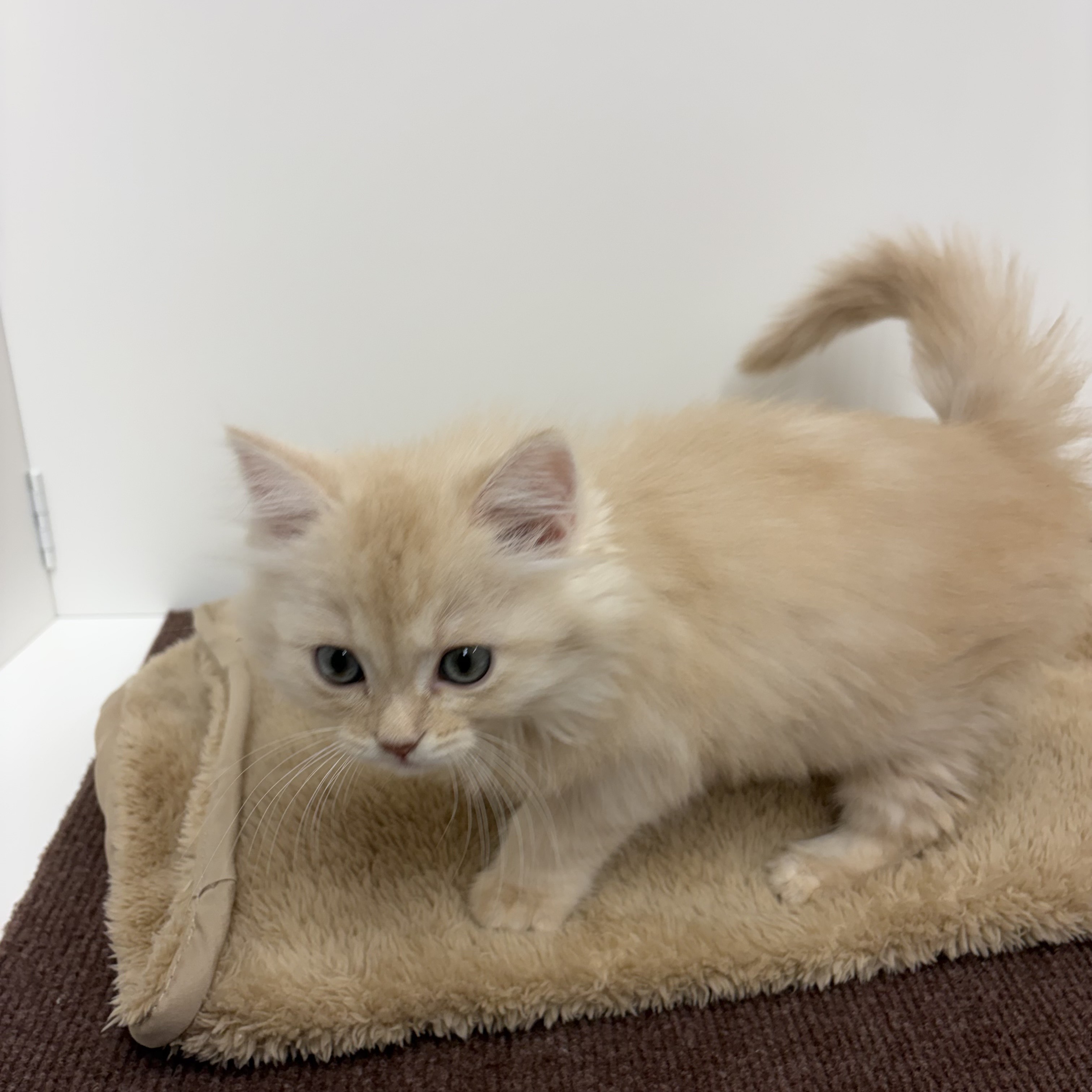 神奈川県のマンチカン (犬の家＆猫の里相模原店/2025年10月13日生まれ/男の子/クリームタビー)の子猫の4枚目の画像