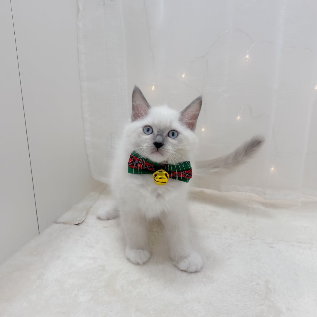 千葉県のラグドール (犬の家＆猫の里BIGHOPガーデンモール印西店/2025年10月10日生まれ/男の子/ブルーポイントミテッド)の子猫の4枚目の画像