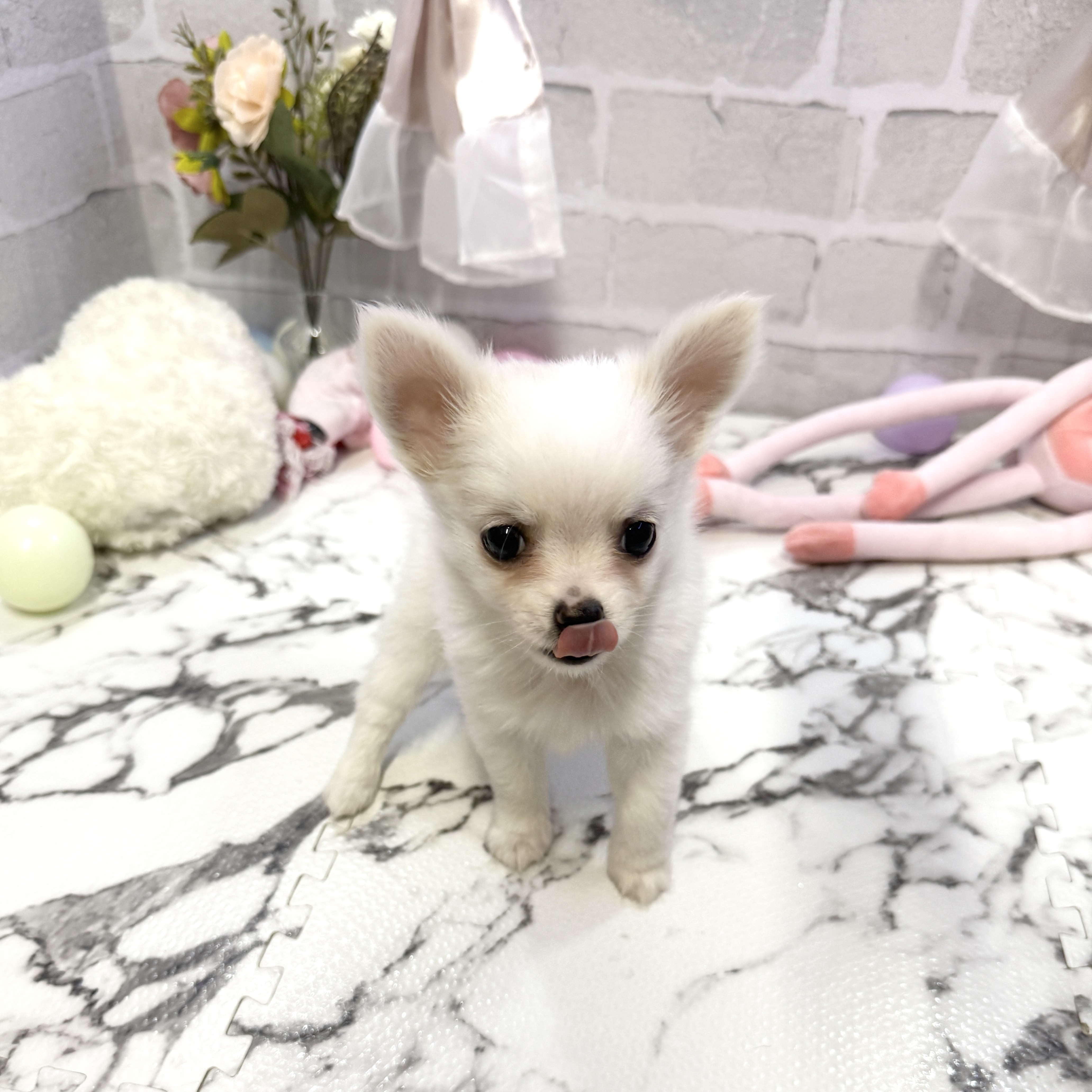 愛知県のチワワ(ロング) (犬の家＆猫の里岡崎店/2025年10月13日生まれ/男の子/ホワイトクリーム)の子犬の4枚目の画像