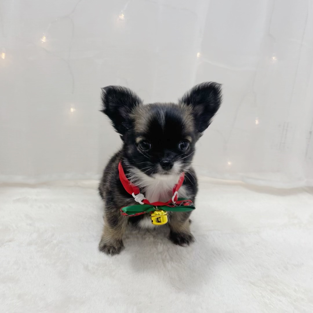 千葉県のチワワ(ロング) (犬の家＆猫の里BIGHOPガーデンモール印西店/2025年10月13日生まれ/男の子/フォーンセーブルホワイト)の子犬の4枚目の画像