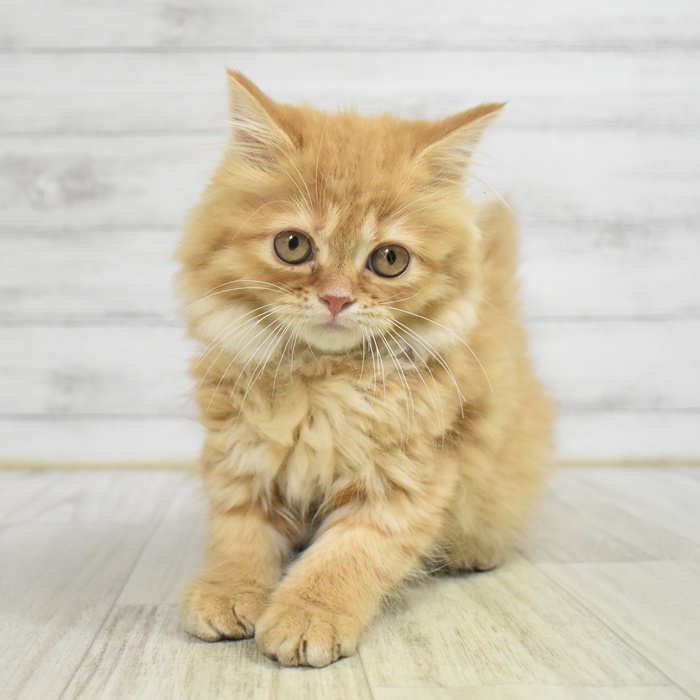 神奈川県のスコティッシュストレート (犬の家＆猫の里相模原店/2025年10月9日生まれ/女の子/レッドタビー)の子猫の4枚目の画像