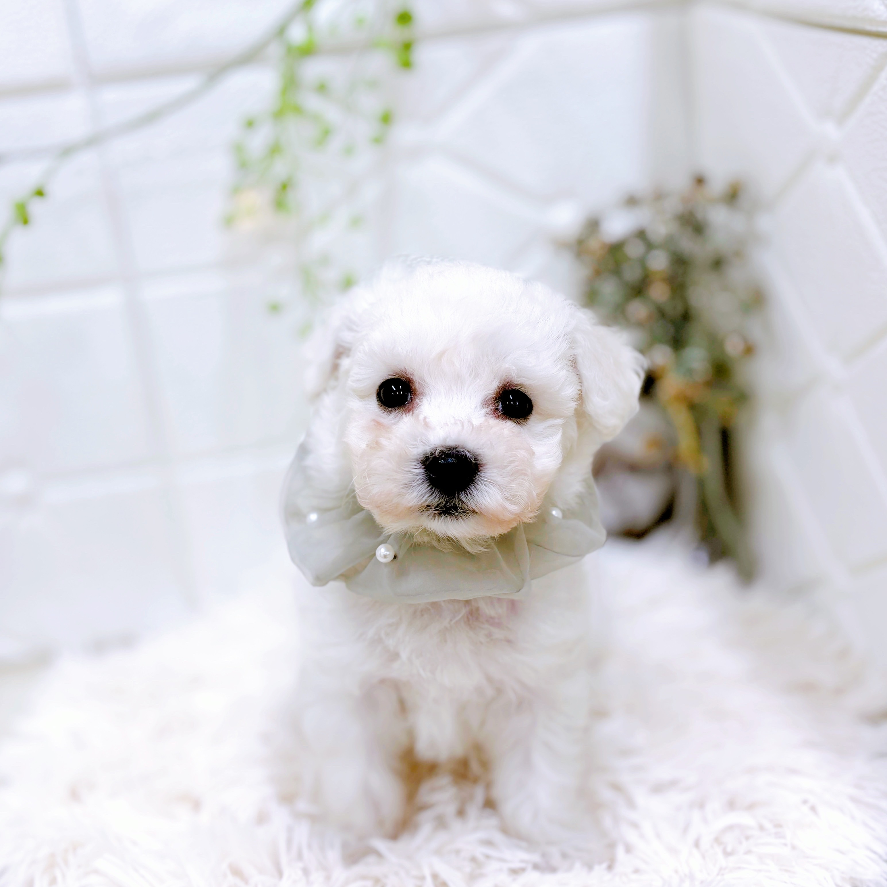 福井県のビションフリーゼ (犬の家＆猫の里アミーゴ福井店/2025年10月12日生まれ/男の子/ホワイト)の子犬の4枚目の画像