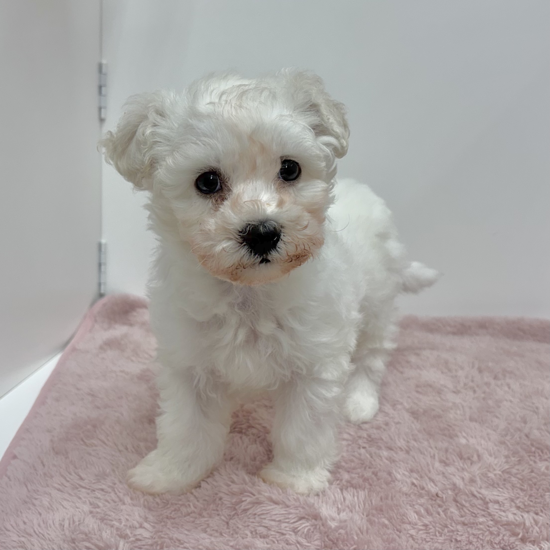 ビションフリーゼ男の子の写真